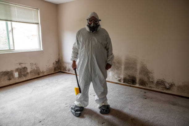 Biohazard Mold Removal in Mount Prospect, IL